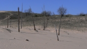 PICTURES/Sleeping Bear Dunes Hike/t_Ghost Forest2.JPG